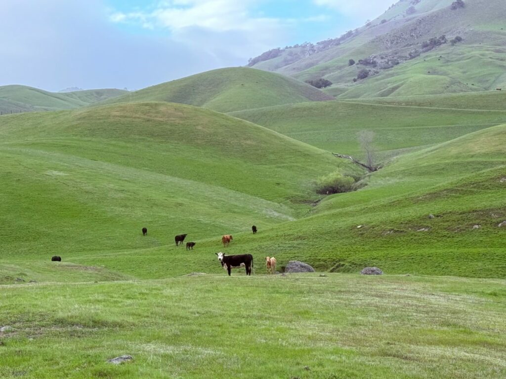 grassland