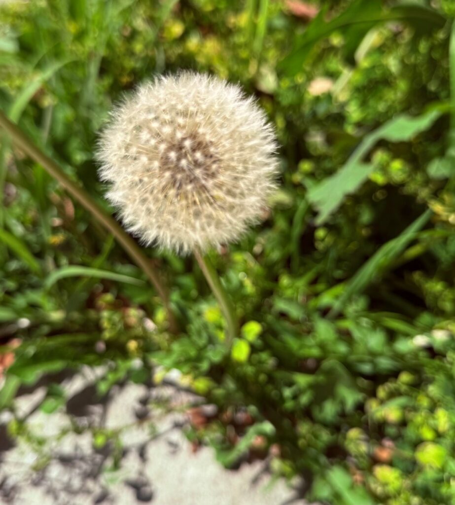 flower image